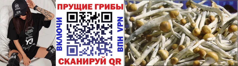 Галлюциногенные грибы Cubensis магазин наркотиков Орск